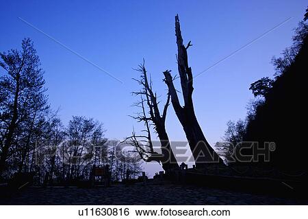 Stock Photograph - "Asia, China, Taiwan, Chiayi, Alishan National Scenic Area, Couple Trees". Fotosearch