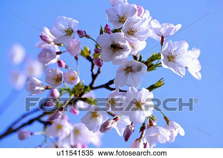 Stock Photography - "Asia, China, Taiwan, Chiayi, Alishan National Scenic Area". Fotosearch