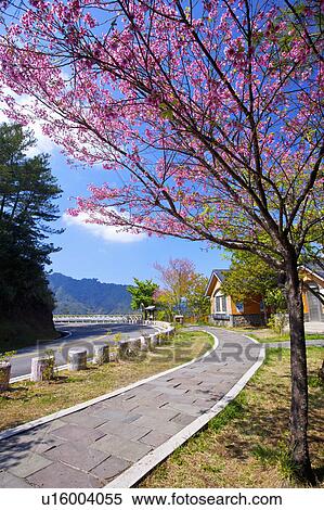 Stock Photography - "Asia, China, Taiwan, Chiayi, Alishan National Scenic Area". Fotosearch