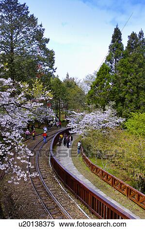 "Asia, China, Taiwan, Chiayi, Alishan National Scenic Area, Sunrise" View Large Photo Image Stock Photography - "Asia, China, Taiwan, Chiayi, Alishan National Scenic Area, Sunrise". Fotosearch