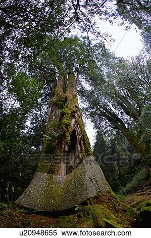 "Asia, China, Taiwan, Chiayi, Alishan National Scenic Area, Giant Woods" View Large Photo Image Stock Photography - "Asia, China, Taiwan, Chiayi, Alishan National Scenic Area, Giant Woods". Fotosearch