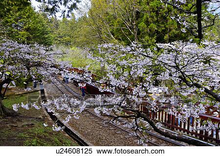 Stock Photography - "Asia, China, Taiwan, Chiayi, Alishan National Scenic Area". Fotosearch