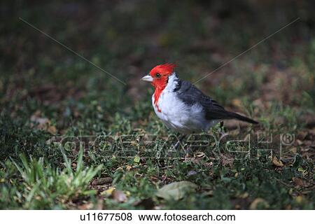 Bird Walking View Large Photo Image Stock Photo - Bird Walking. Fotosearch