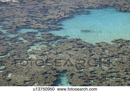"Coral Reef Of Hanauma Bay, Hawaii, U. S. A. " View Large Photo Image Stock Image - "Coral Reef Of Hanauma Bay, Hawaii, U. S. A. ". Fotosearch