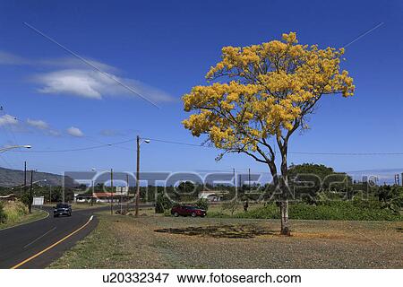 "Downtown of Haleiwa, Hawaii, U. S. A. " View Large Photo Image Stock Photo - "Downtown of Haleiwa, Hawaii, U. S. A. ". Fotosearch