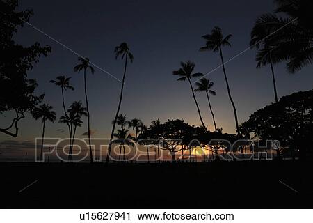 Stock Image - "Evening Glow And Silhouette Of Palm Tree, Honolulu, Hawaii, U. S. A.,". Fotosearch