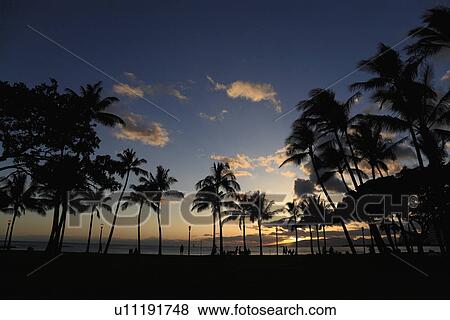 "Evening Glow And Silhouette Of Palm Tree, Honolulu, Hawaii, U. S. A.," View Large Photo Image Stock Photo - "Evening Glow And Silhouette Of Palm Tree, Honolulu, Hawaii, U. S. A.,". Fotosearch