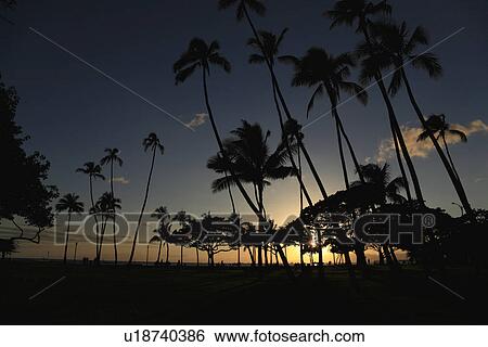 Stock Photograph - "Evening Glow And Silhouette Of Palm Tree, Honolulu, Hawaii, U. S. A.,". Fotosearch