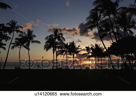 Stock Photography - "Evening Glow And Silhouette Of Palm Tree, Honolulu, Hawaii, U. S. A.,". Fotosearch