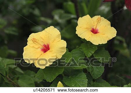 Hibiscus Flower View Large Photo Image Stock Image - Hibiscus Flower. Fotosearch