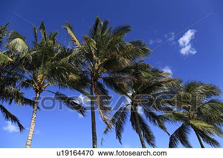 Stock Image - "Palm Tree And Blue Sky, Honolulu, Hawaii, U. S. A. ". Fotosearch