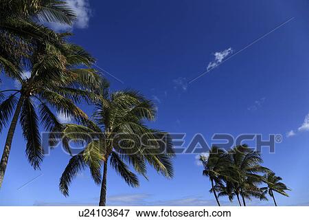 "Palm Tree And Blue Sky, Honolulu, Hawaii, U. S. A. " View Large Photo Image Stock Photo - "Palm Tree And Blue Sky, Honolulu, Hawaii, U. S. A. ". Fotosearch
