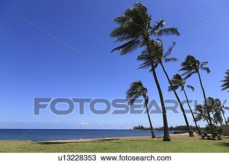 "Palm Tree, Haleiwa, Hawaii, U. S. A. " View Large Photo Image Stock Image - "Palm Tree, Haleiwa, Hawaii, U. S. A. ". Fotosearch