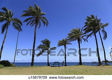 Stock Photo - "Palm Tree, Haleiwa, Hawaii, U. S. A. ". Fotosearch