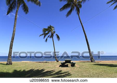"Palm Tree, Haleiwa, Hawaii, U. S. A. " View Large Photo Image Stock Photography - "Palm Tree, Haleiwa, Hawaii, U. S. A. ". Fotosearch