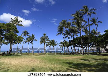 Picture - "Palm Tree, Honolulu, Hawaii, U. S. A. ". Fotosearch