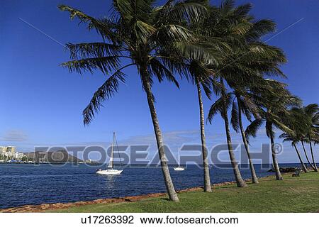 "Palm Tree, Honolulu, Hawaii, U. S. A. " View Large Photo Image Stock Image - "Palm Tree, Honolulu, Hawaii, U. S. A. ". Fotosearch
