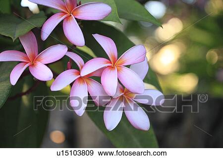 Stock Photo - Plumeria Flower. Fotosearch