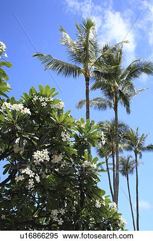 Stock Photography - Plumeria Flower. Fotosearch