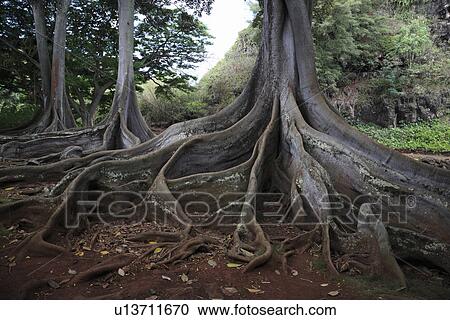 Stock Image - "Big Tree Roots, Kauai, Hawaii, U. S. A. ". Fotosearch