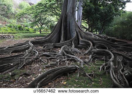 Stock Image - "Big Tree Roots, Kauai, Hawaii, U. S. A. ". Fotosearch