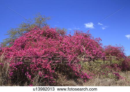 Stock Image - Bougainvillea. Fotosearch