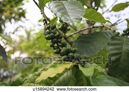 Coffee Berry View Large Photo Image Stock Image - Coffee Berry. Fotosearch