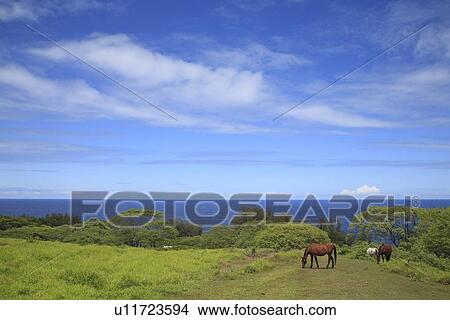 Picture - "Farm In Front Of Ocean, Hawaii, U. S. A. ". Fotosearch