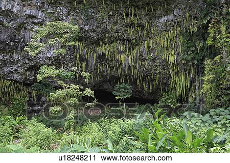 "Fern Grotto, Kauai, Hawaii, U. S. A. " View Large Photo Image Stock Image - "Fern Grotto, Kauai, Hawaii, U. S. A. ". Fotosearch