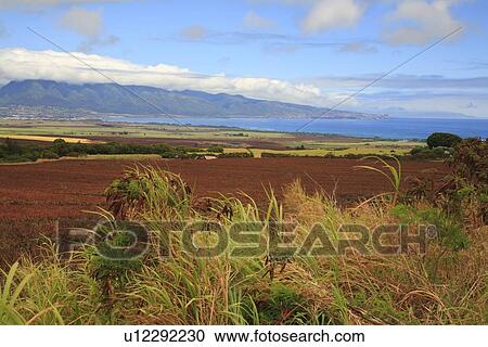 Stock Image - "Field And Kahului Bay, Maui, Hawaii, U. S. A. ". Fotosearch