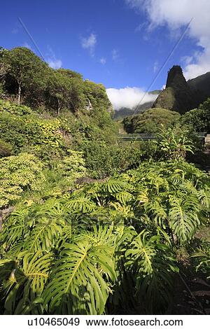 Stock Photo - "Forest In Maui, Hawaii, U. S. A. ". Fotosearch