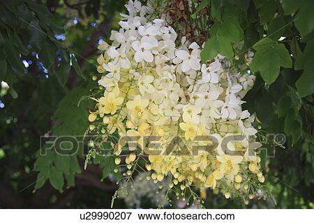 Stock Photo - Golden Shower Tree. Fotosearch