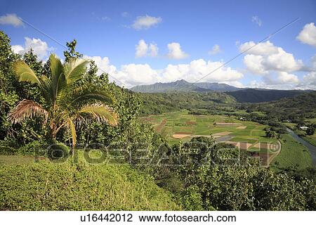 "Hanaley Valley, Kauai, Hawaii, U. S. A. " View Large Photo Image Stock Image - "Hanaley Valley, Kauai, Hawaii, U. S. A. ". Fotosearch