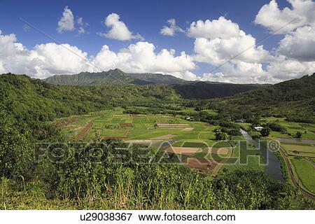 Stock Photo - "Hanaley Valley, Kauai, Hawaii, U. S. A. ". Fotosearch