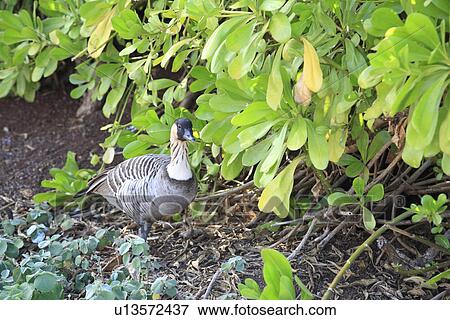 Stock Photo - Hawaiian Goose. Fotosearch