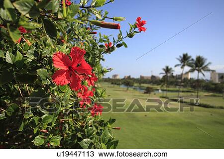 Stock Image - Hibiscus Flower. Fotosearch