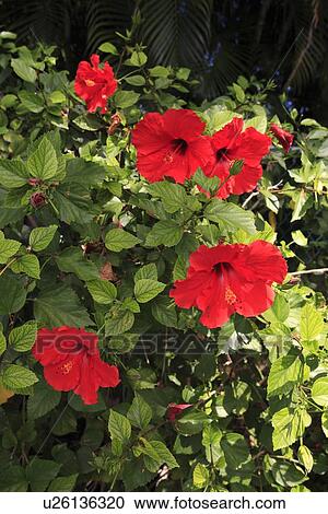 Hibiscus Flower View Large Photo Image Stock Image - Hibiscus Flower. Fotosearch