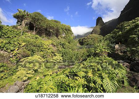 "Mountain Forest In Maui, Hawaii, U. S. A. " View Large Photo Image Stock Photo - "Mountain Forest In Maui, Hawaii, U. S. A. ". Fotosearch