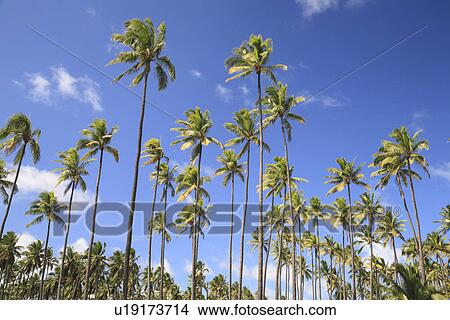 "Palm Tree And Blue Sky, Kauai, Hawaii, U. S. A. " View Large Photo Image Picture - "Palm Tree And Blue Sky, Kauai, Hawaii, U. S. A. ". Fotosearch