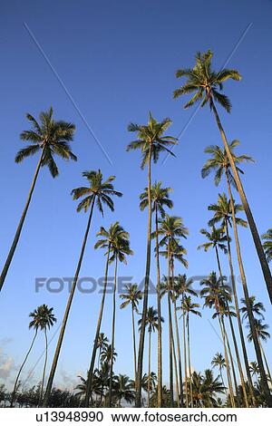 "Palm Tree And Blue Sky, Kauai, Hawaii, U. S. A. " View Large Photo Image Stock Image - "Palm Tree And Blue Sky, Kauai, Hawaii, U. S. A. ". Fotosearch