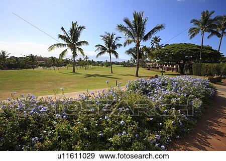 Stock Photo - "Palm Tree And Flower, Maui, Hawaii, U. S. A. ". Fotosearch