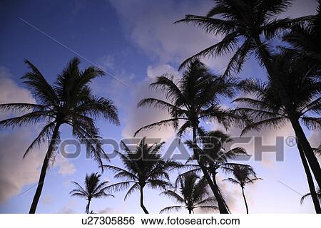 "Palm Tree And Morning Sky, Kauai, Hawaii, U. S. A. " View Large Photo Image Stock Photograph - "Palm Tree And Morning Sky, Kauai, Hawaii, U. S. A. ". Fotosearch