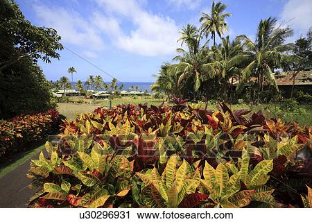 Stock Image - "Palm Tree And Plant, Maui, Hawaii, U. S. A. ". Fotosearch