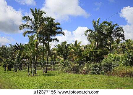 Stock Photograph - "Palm Tree In The Green Field, Hawaii, U. S. A. ". Fotosearch