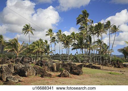 "Palm Tree With Rock, Kauai, Hawaii, U. S. A. " View Large Photo Image Stock Image - "Palm Tree With Rock, Kauai, Hawaii, U. S. A. ". Fotosearch