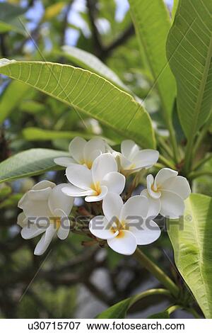 Stock Photo - Plumeria Flower. Fotosearch