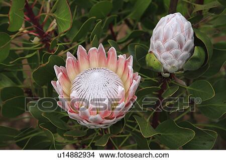 Protea Flower View Large Photo Image Picture - Protea Flower. Fotosearch
