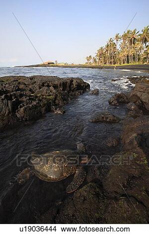 Turtle Walking View Large Photo Image Picture - Turtle Walking. Fotosearch