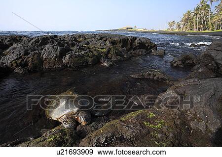 Turtle Walking View Large Photo Image Stock Photo - Turtle Walking. Fotosearch