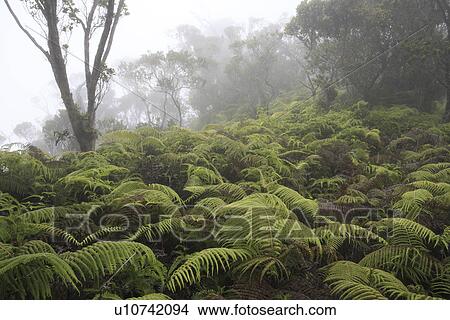 Picture - "Waimea Canyon, Kauai, Hawaii, U. S. A. ". Fotosearch